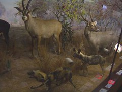 durban natural history museum - hyenas