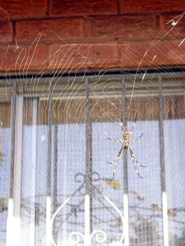 Spider Web_02