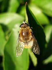 Bee on a leaf - by tanakawho