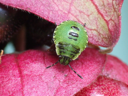 Green Stink Bug&quot; aka &quot;Green Soldier Bug