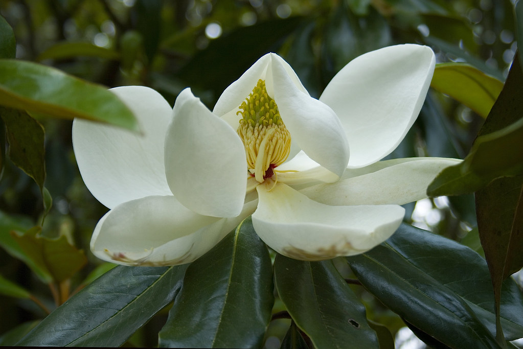 magnolia ©2007 RosebudPenfold