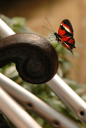 A red, white and black butterfly is standing on the very edge of a curly bench arm.  Arm-crutches are looped around the bench.