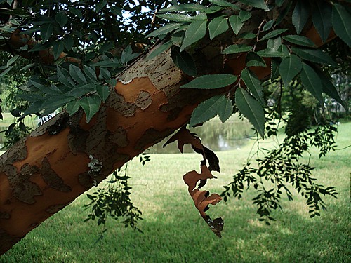 elm tree bark. elm tree peeling ark