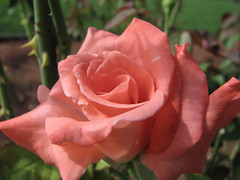 Elina's Rose