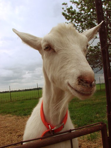 Iowa goat