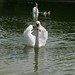 The Swan Family