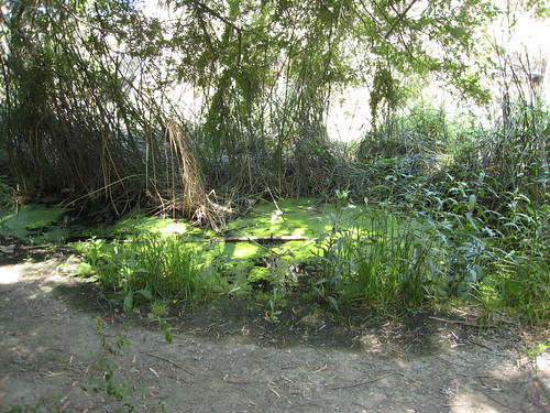 Wetland area