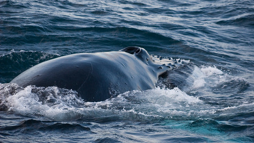 whale watching iceland. Whale Watching off the Húsavík