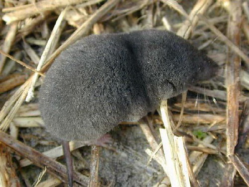 Southern_short-tailed_shrew