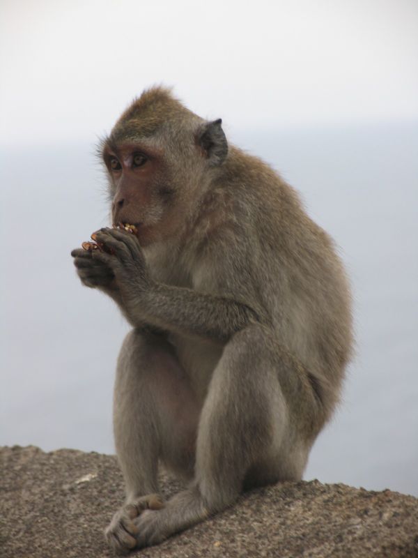 Monkey eating plastic hair clip