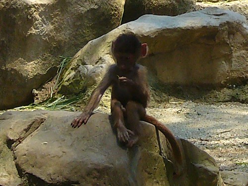 Chimpanzee