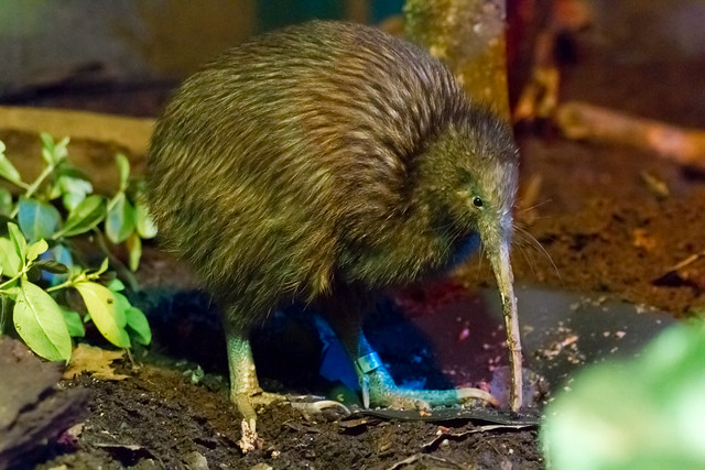 The Kiwi bird. Photo by The.Rohit @ Flickr