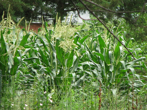 Neighbor's corn up close