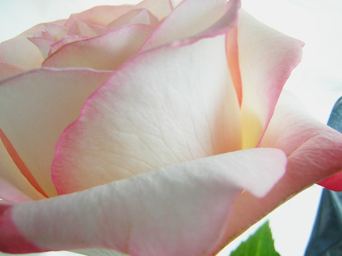 pink rose — July 9