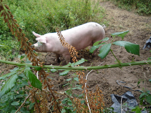 Backyard pig in Spain, photo by Wendy A F G Stengel, some rights reserved