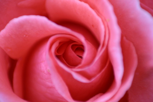 pink rose. Pink Rose up close