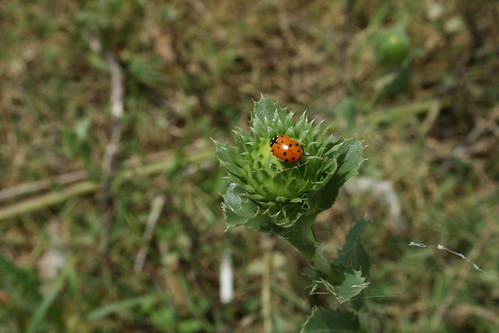 Hefner Ladybug, 8/2007