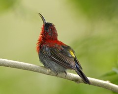 Crimson Sunbird (Aethopyga siparaja siparaja) calling and showing yellow spot - by Lip Kee