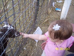 Petting Goats