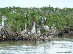 Pelicans at Cat Island