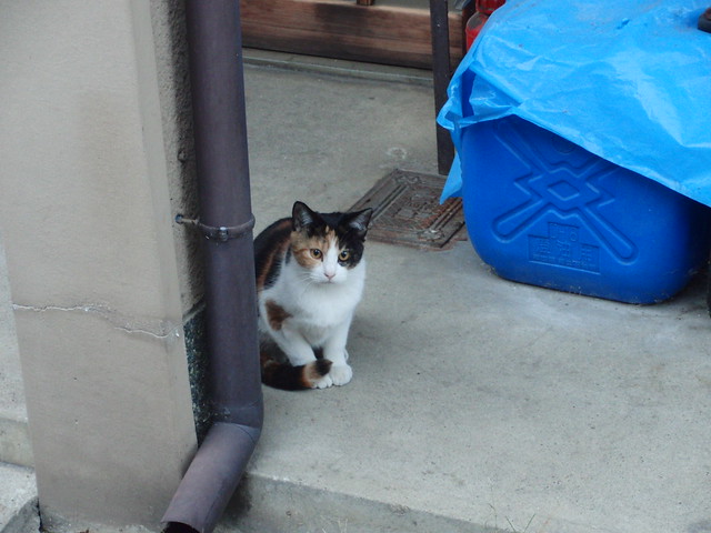 Today's Cat@2010-11-18