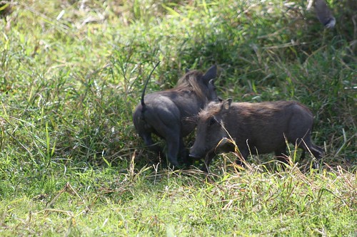warthogs playing in the bush