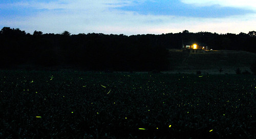 fireflies2