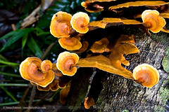 Fungi on Fungi