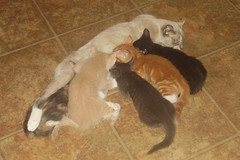 072007 Kittens last time all together 6