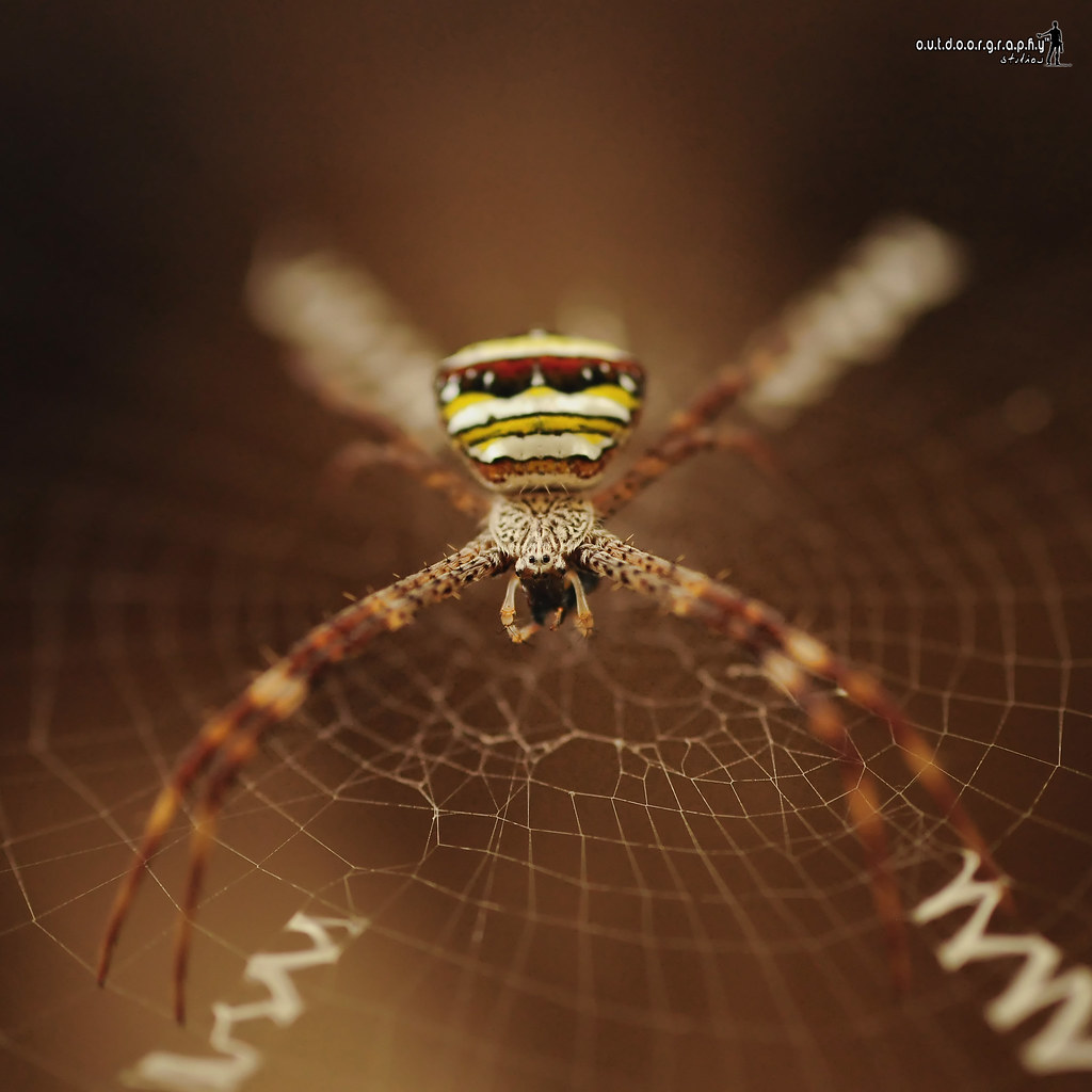 Argiope versicolor | Panorama Camp (by Sir Mart Outdoorgraphy™)