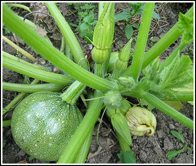Green Courgettes copy