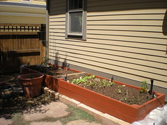 Our New Raised Bed With Veggies