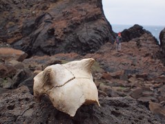 參觀海蝕洞發現的小羊頭骨... 聽說應該是寒害的時候被凍死的