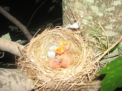 Three little robins, sittin in a tree