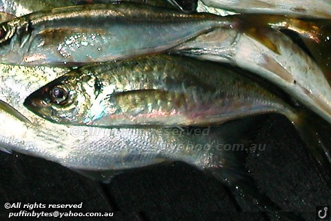 Yellowtail Horse Mackerel - Trachurus novaezelandiae
