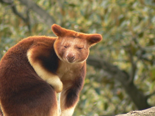 What a handsome face! Goodfellow's Tree Kangaroo