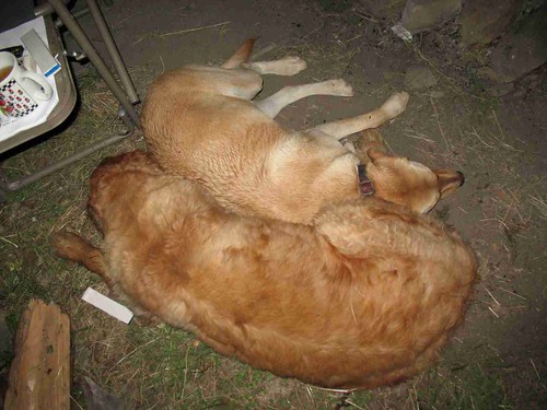 Dogs snuggling