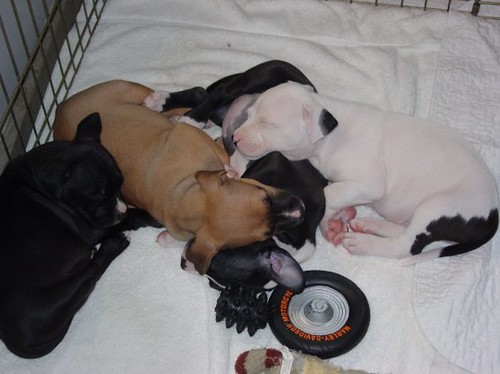 pitbull puppies pictures. Pile o#39; Pit Bull Puppies