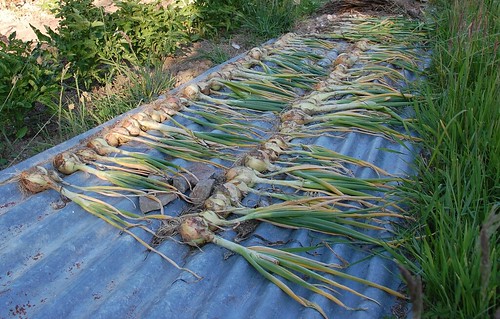onions and garlic drying