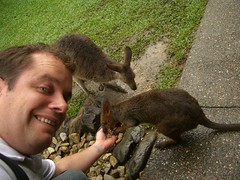 Feeding A Wallaby!