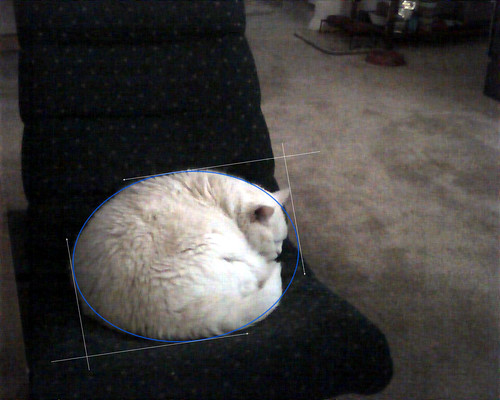 Round Cat is Round