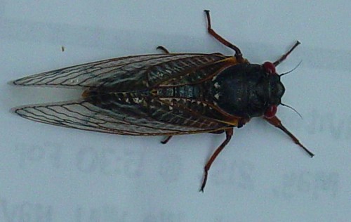 cicada-top