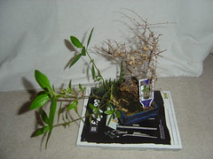 My Dead Plants (2)