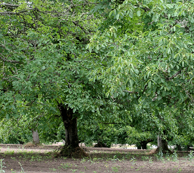English Walnut Trees