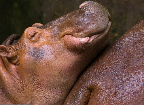Baby pygmy hippo resting on its mother's back, Chiang Mai Zoo