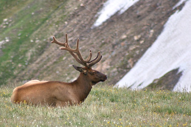 Bull Elk in the Alpine Tundra