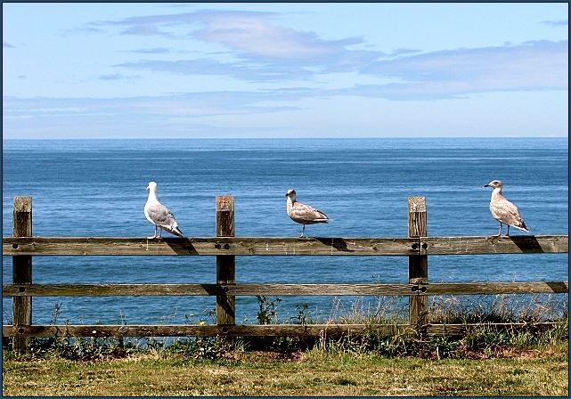 Watchful Gulls