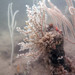 Tiny Gorgonian coral