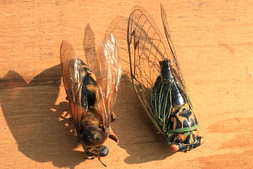 Cicada Killer Wasp. Cicada Killer Wasp and Cicada