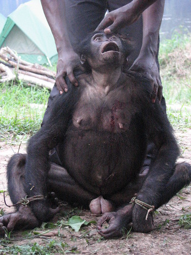 bonobo female August 07 Obenge